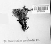 Stereocaulon coralloides image